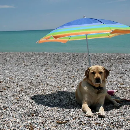 Mare