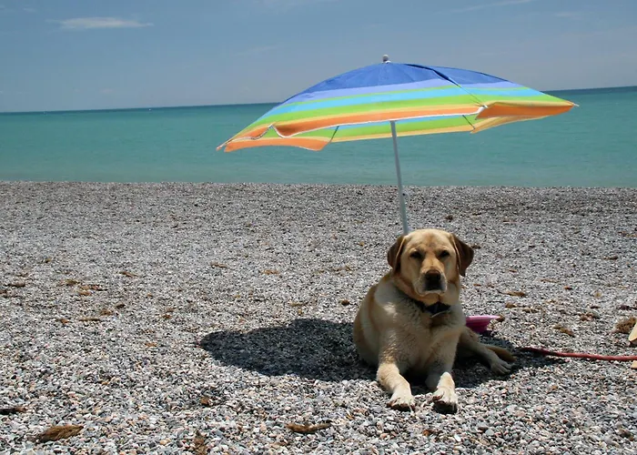 Mare